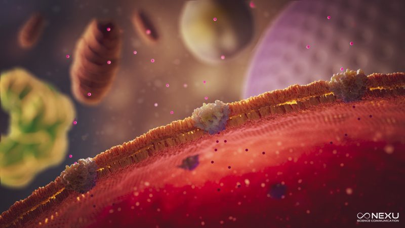 The HCV p7 protein in the cell’s endoplasmic reticulum membrane. Trinity Researchers have discovered that the HCV-p7 protein stimulates the expression of SOCS, which then suppresses normal inflammation.