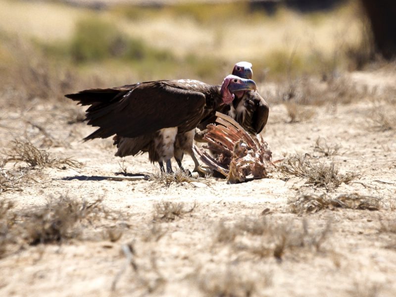 Vultures are typically late to mature and slow to breed, so recent news that 600 were poisoned in Botswana was especially troubling.