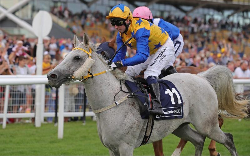 Whitley Meadows Arabians Popsstar and Martin Dwyer winning at Dubai International Arabian Races at Newbury 2019. Image credit: Arabian Racing Organisation (ARO).