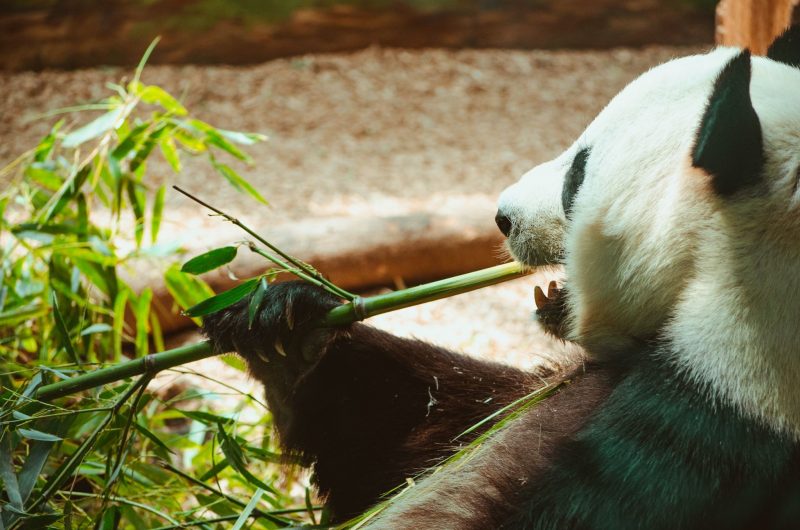 Ultimately higher numbers of visitors led to zoos contributing more conservation activity in the wild.