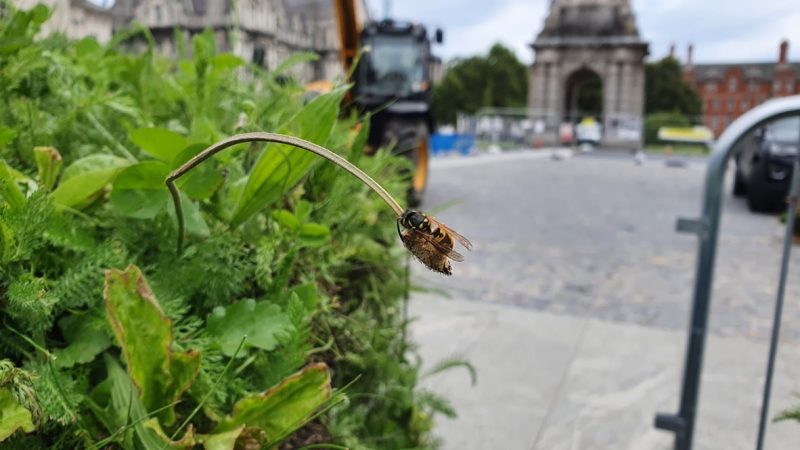 Last year, Trinity converted substantial areas of the campus to wildflower havens, providing more space for insects to rest, live and feed.