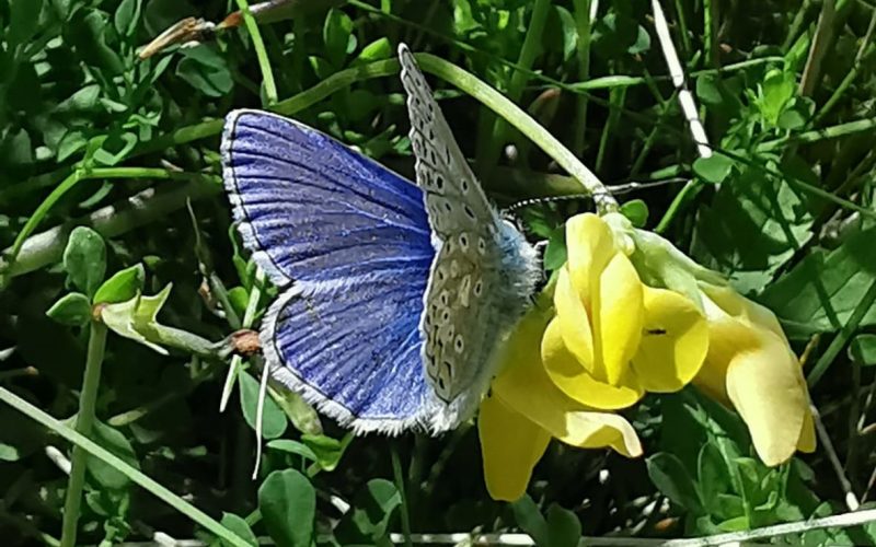 A common blue butterfly (Polyommatus icarus) feeding on its preferred food plant Common Bird's-foot-trefoil (Lotus corniculatus). Photo: Dr Aoibheann Gaughran.