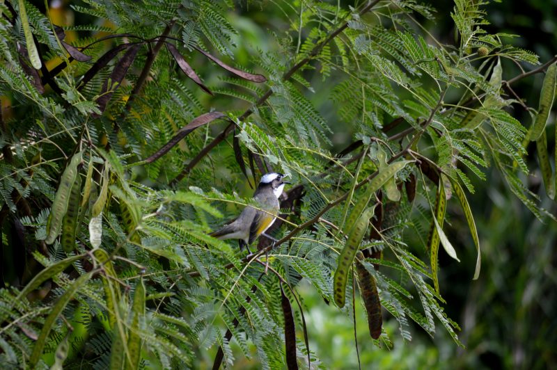 Animals like this bird, spotted in Okinawa, can be identified by their characteristic calls.