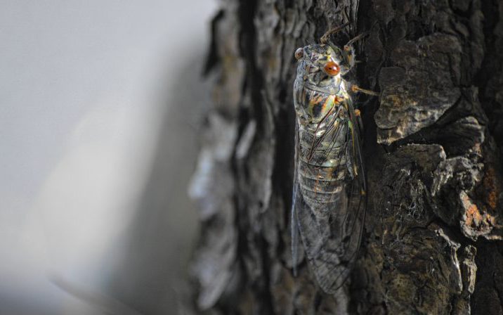 Cicadas, like the one pictured here, dominate the animal airwaves in the summers of Okinawa.