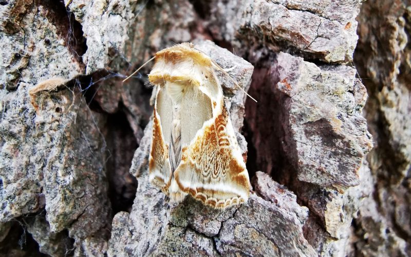 A Buff Arches (Habrosyne pyritoides) moth on oak bark. Photo: Dr Aoibheann Gaughran.