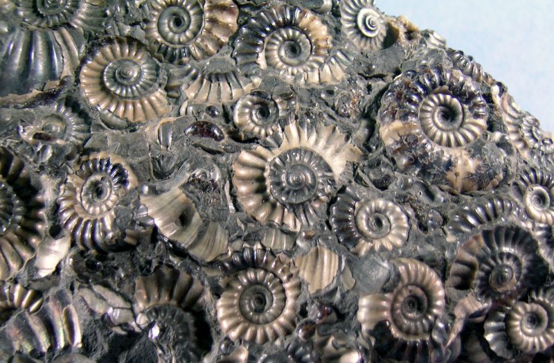 Ammonites in Marston Marble (Somerset).