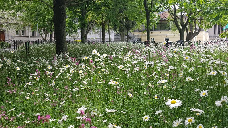 Pollinator-friendly plants have been planted across Trinity's campus. Professor Stout's research and involvement in the All-Ireland Pollinator Plan has been crucial in leading Trinity's efforts.