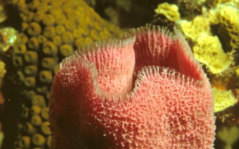 Sponges seem to be our most distant animal relatives. Image: NOAA.