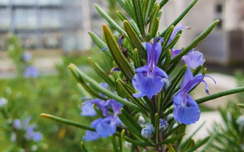 Rosmarinus officinalis in Trinity's Botany Garden.