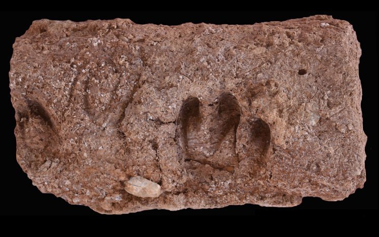 Indentation of several goat hooves in a brick from the archaeological site of Ganj Dareh, Image credit, Tracking Cultural and Environmental Change project.