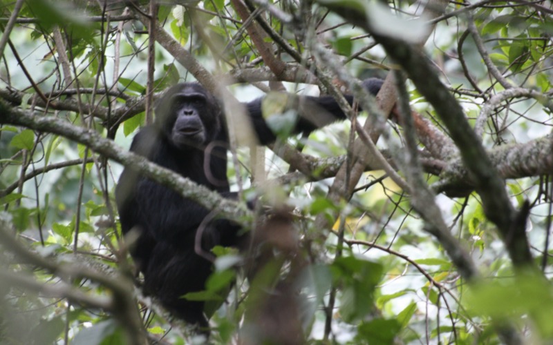 Chimpanzees in Rwanda are imposing a 