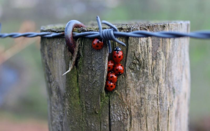 Thomas Guillerme's winning photo shows ladybirds (Coccinella septempunctata) huddling together on a fencepost in the Wicklow mountains, Ireland.