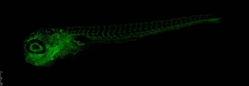 Blood vessel formation in a zebrafish embryo.