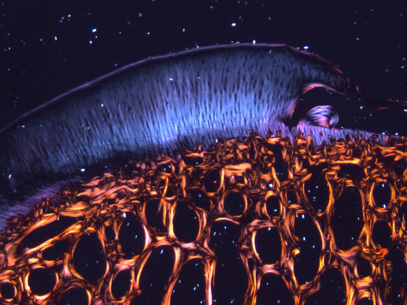 The Universe Kneeling Down:  the structure of cartilage and bone. 