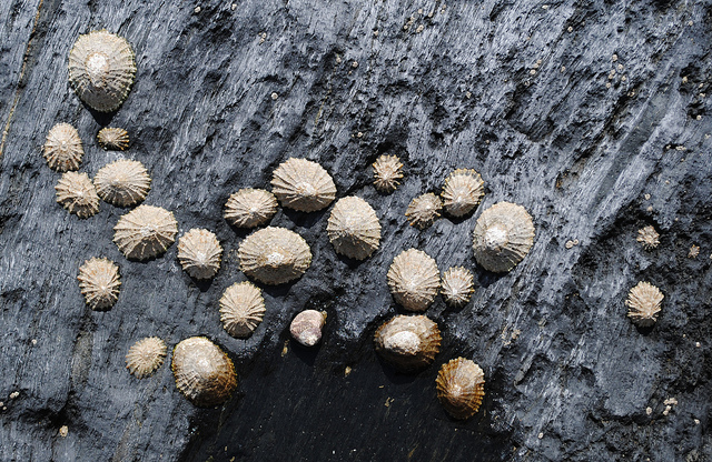 Limpets on a rock in Cornwall, UK. Picture credit: Vicki Burton.