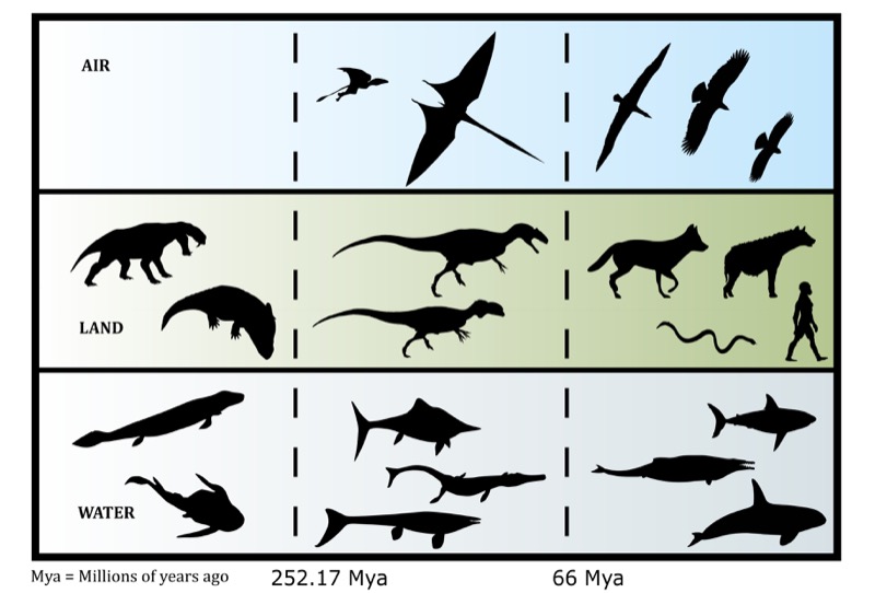 This evolutionary timescale of scavenging shows some examples of scavenging species that thrived over the course of time.