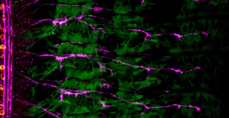 Drosophila (fruit fly) motor nerves connecting to their target muscles. Image supplied by Professor Juan Pablo Labrador.