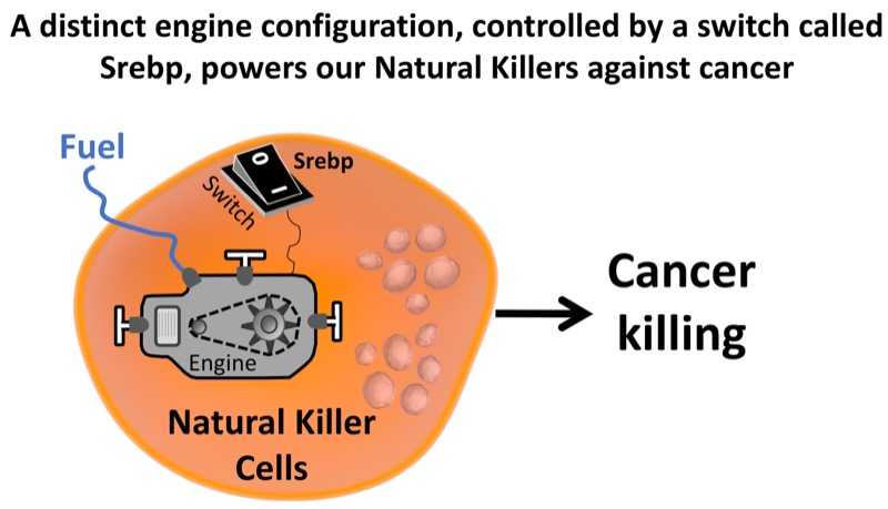 This simplified representation shows how the engine works in our NK cells. Image credit: Dr David Finlay.