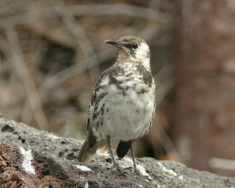 The Floreana mockingbird now numbers fewer than 150 individuals.  Its extinction would be a tragedy, not least because it was one of four species of mockingbird on the Galapagos that gave Charles Darwin his first clues about evolution.  But were it to become extinct, it is not clear how that would lead to massive ecosystem collapse on the far side of the planet. Image credit: Professor Stuart L. P