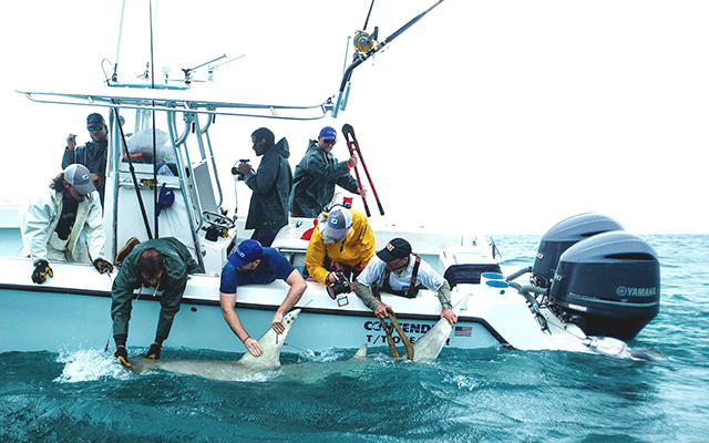 A shark is readied for release, post-capture. Image credit: OCEARCH / R. Snow