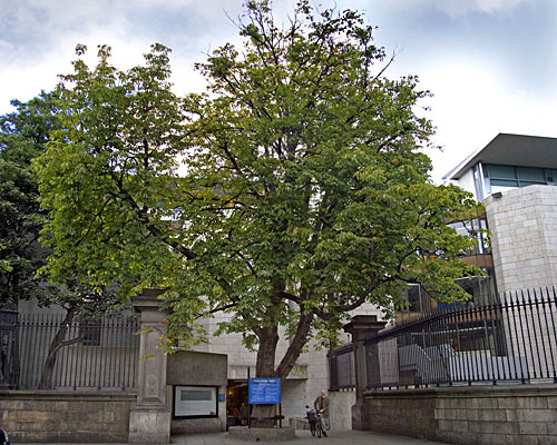 Horse chesnut tree at nassau street entrance to tcd 