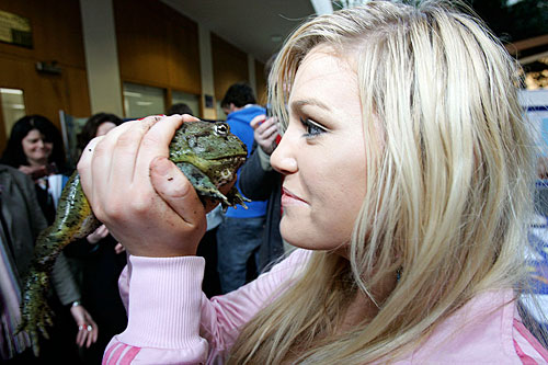 Deirdre caughan of manor house school comes eye-to-eye with a giant afican bullfrog at tcd's open day