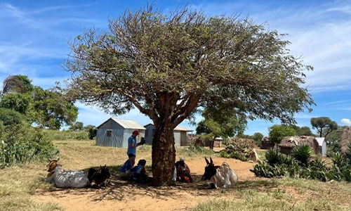 Image details: Adolescent participants taking part in the study under the shade of a tree in their village outside of Ambovombe, Androy, Madagascar in March 2024.
