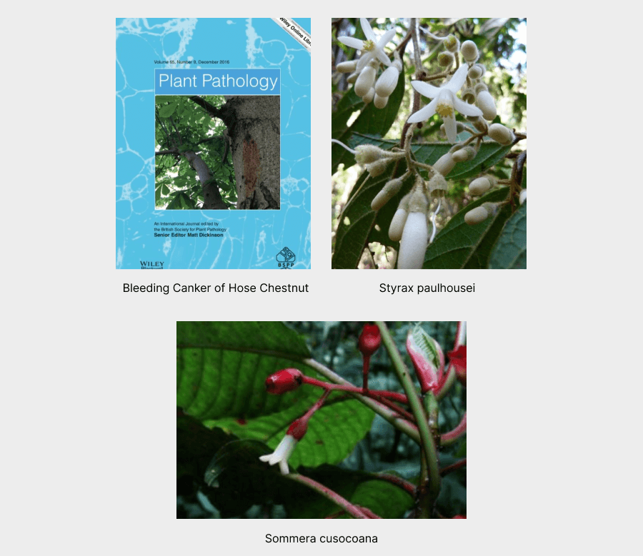 Image displaying Bleeding Canker of Hose Chestnut on Plant Pathology cover, an image of styrax paulhousei, and an image of sommera cusocoana