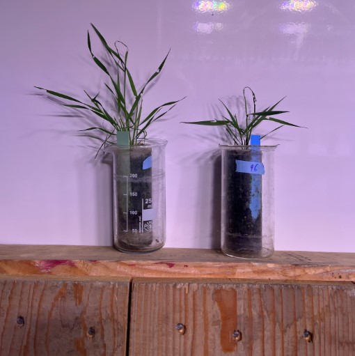 plants in beakers sitting on wooden bench