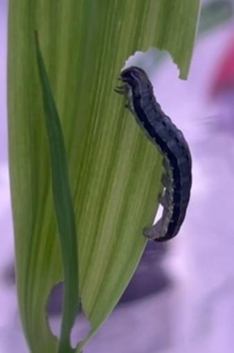 Caterpillar eating leaf