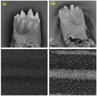Research microscope images - black and white