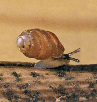 An image of a Narrow-mouthed Whorl Snail (Vertigo angustior)