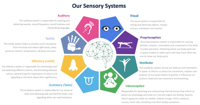 Sensory Systems Illustration and Explanation