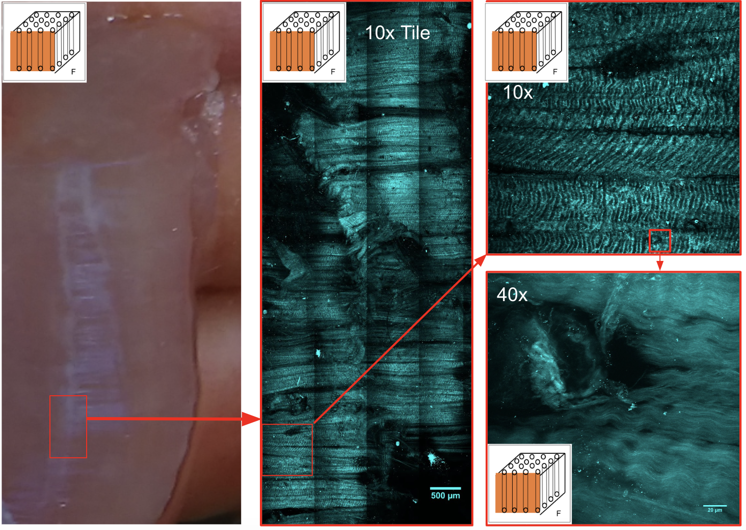 ciaran simms research image 2
