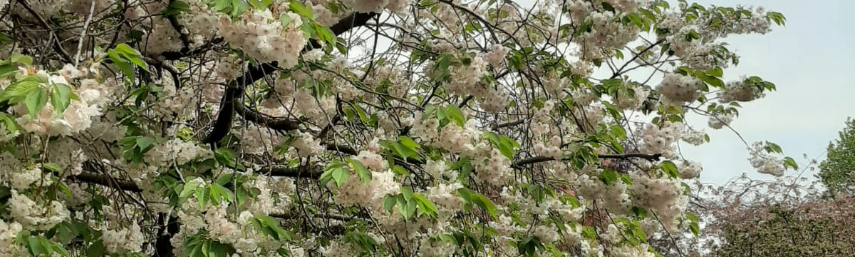 Cherry blossoms