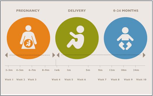 A diagram with timeline and development of a baby