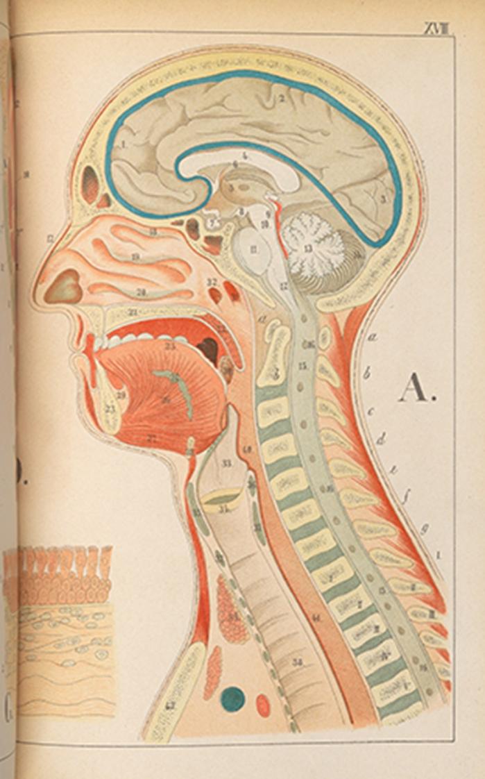 Speech Therapy Anatomy