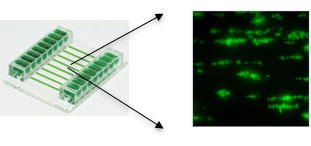 Biochip with collagen coated channels