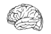 Brain