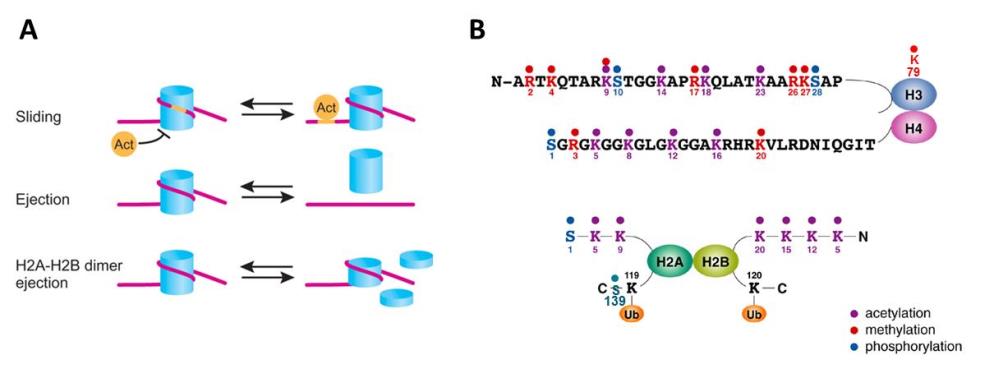 Chromatin can be remodelled by either (A) the action of ATP-dependent chromatin remodelling machines, or (B) via the post-translational modification (PTM) of the histone proteins.