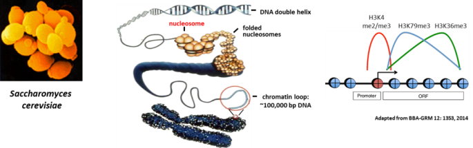 Introduction Graphic for Yeast Chromatin Group