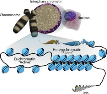 Schematic to show how DNA is packaged as chromatin within the eukaryotic cell nucleus.