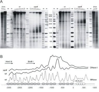 Figure 3 Image 1