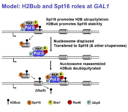 Figure 4. Model for the roles of H2B ubiquitylation (H2Bub) and Spt16 in nucleosome dynamics during transcription elongation at GAL1 (Fleming et al., Mol Cell, 2008.