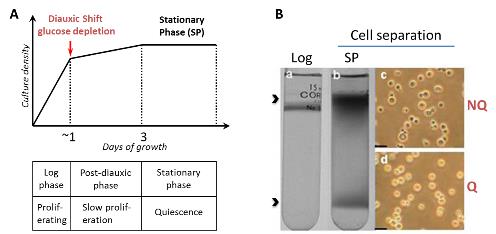 Figure 5 Yeast Stationary Phase illustration