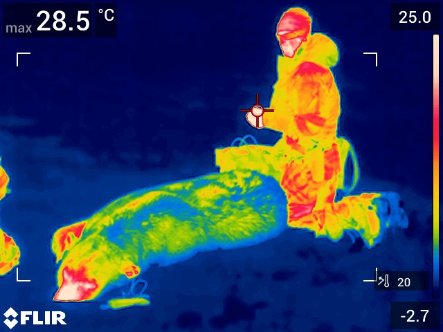 A polar bears insulating fur shown under infrared heat imaging taken with a FLIR E75 24o (FLIR Systems OÜ, Estonia) Svalbard Archipelago, Norway. © Jon Aars, Norsk Polarinstitutt