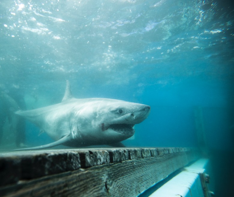 A white shark returns to the ocean. Image credit OCEARCH, Chris Ross