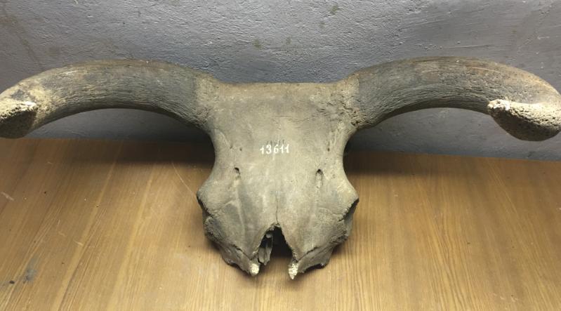 An aurochs skull, St Petersburg.