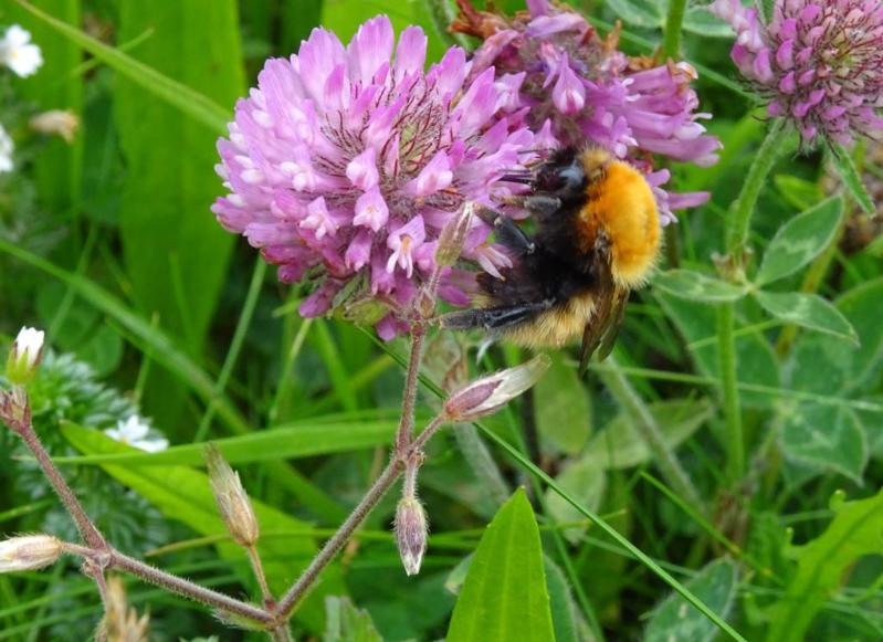 Moss carder bumblebee on a flower, Copyright The Trustees of the Natural History Museum, London