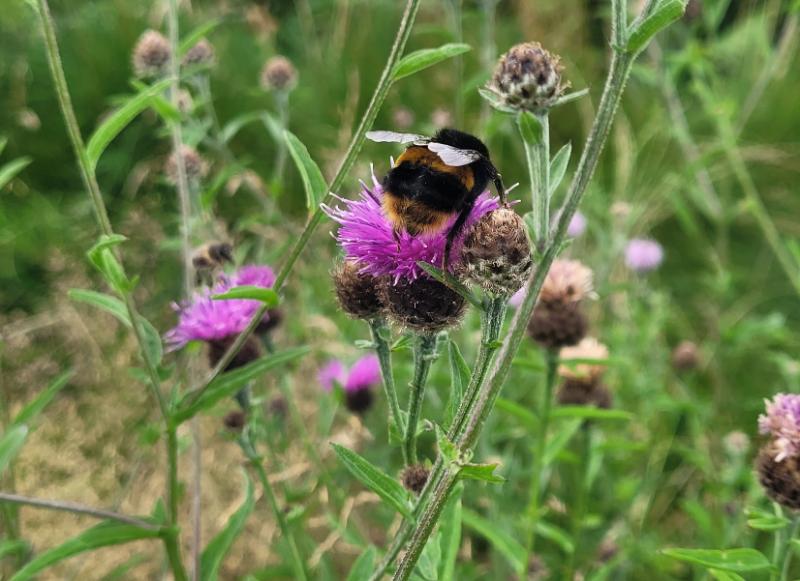 A buff-tailed bumblebee collects pollen from a purple flower.